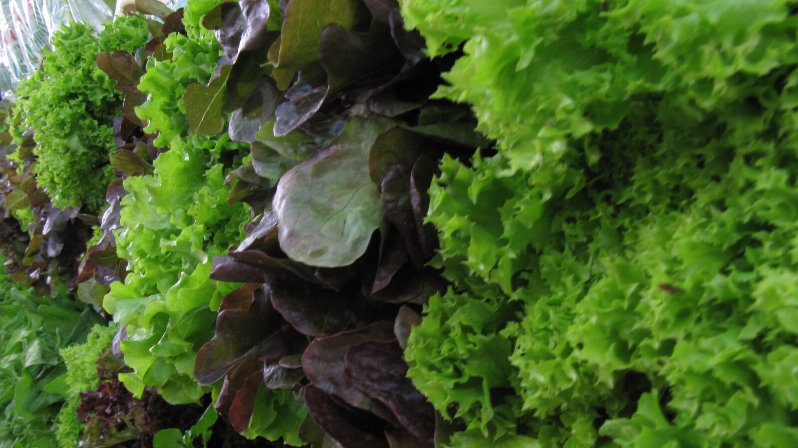 Canon PowerShot SX200 IS sample photo. Lettuce, verdura, food photography