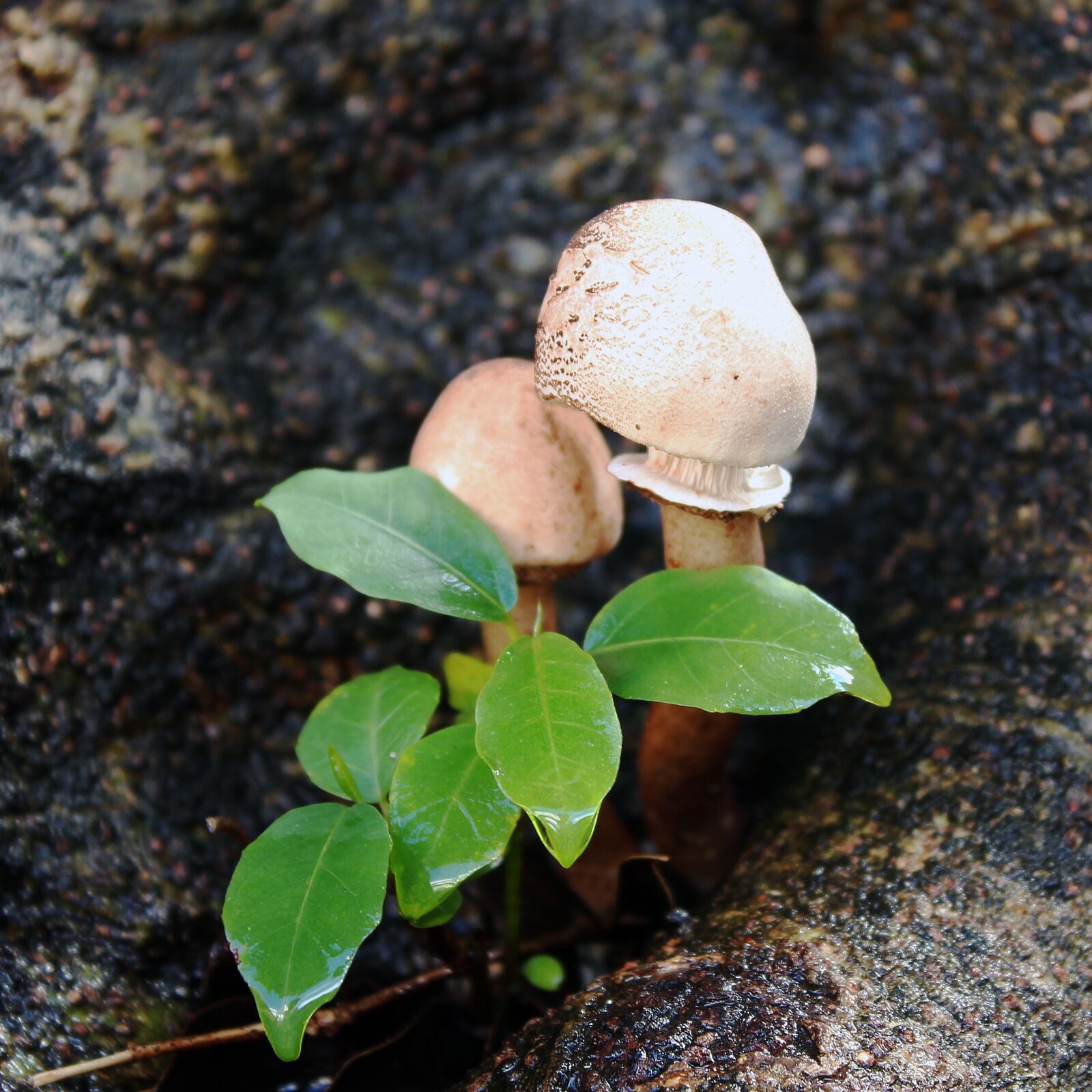 Canon EOS 650D (EOS Rebel T4i / EOS Kiss X6i) sample photo. Mushroom, nature, trunk photography