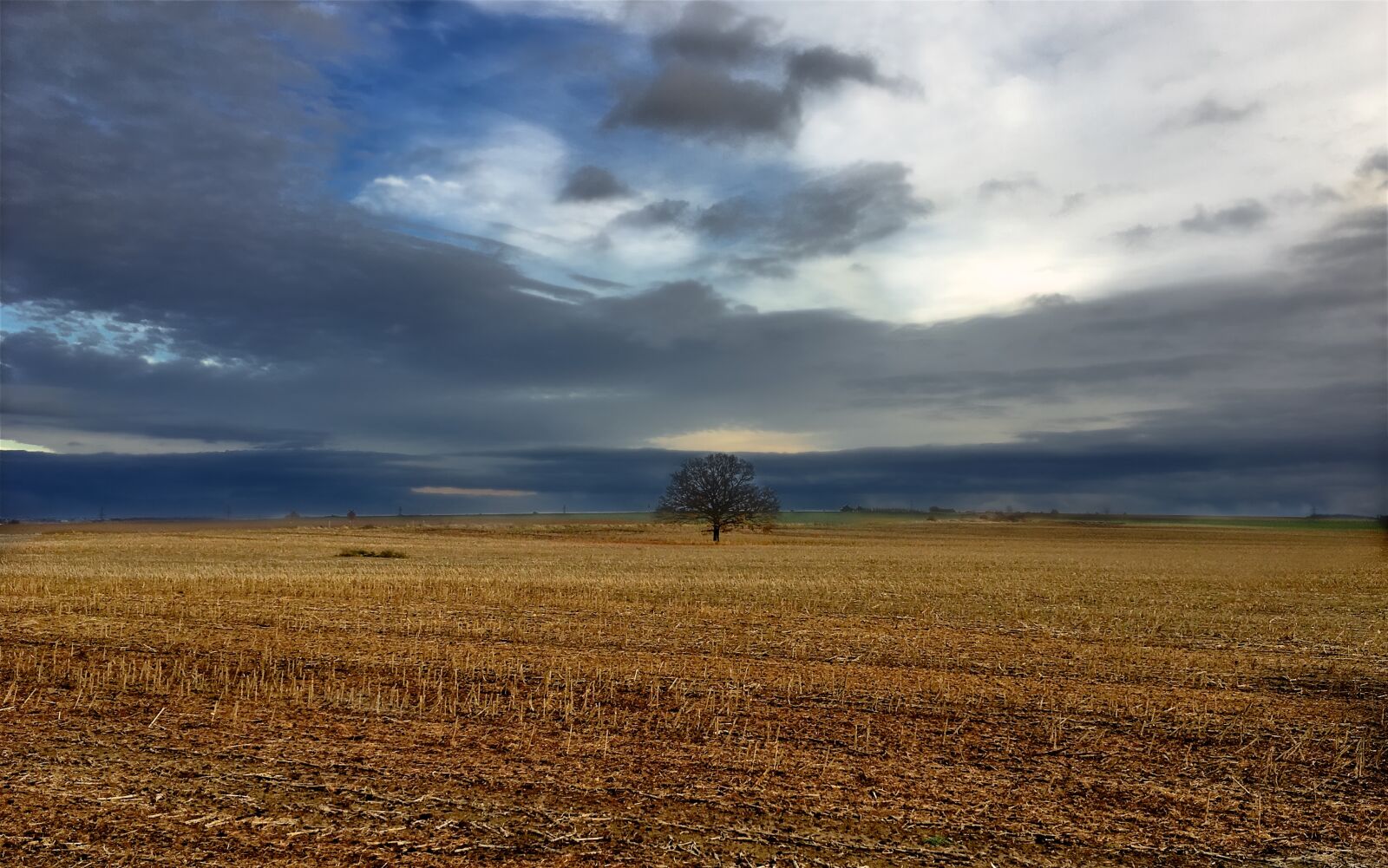 Apple iPhone 6s sample photo. Tree, fall, autumn photography