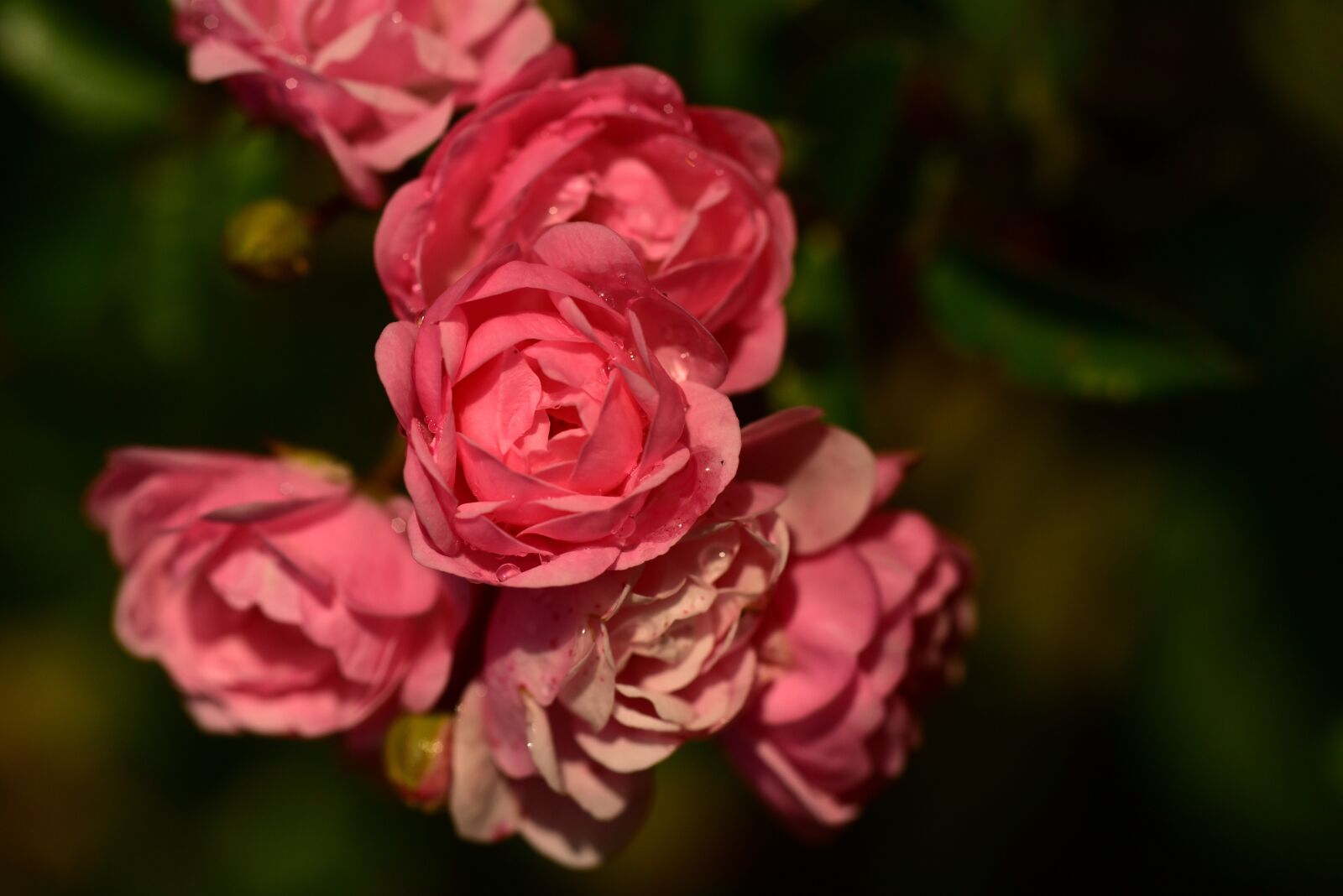 Nikon D750 sample photo. Rose, bush rose, nature photography