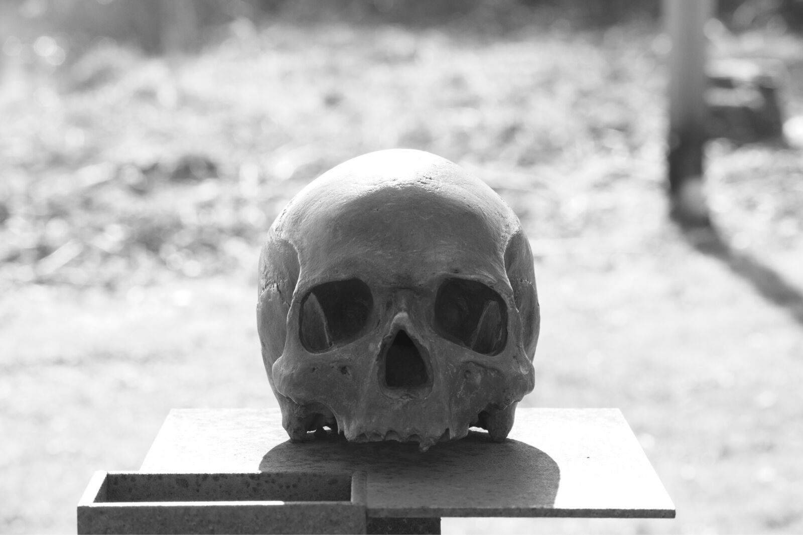 Nikon D7100 sample photo. Skull, head, skull and photography
