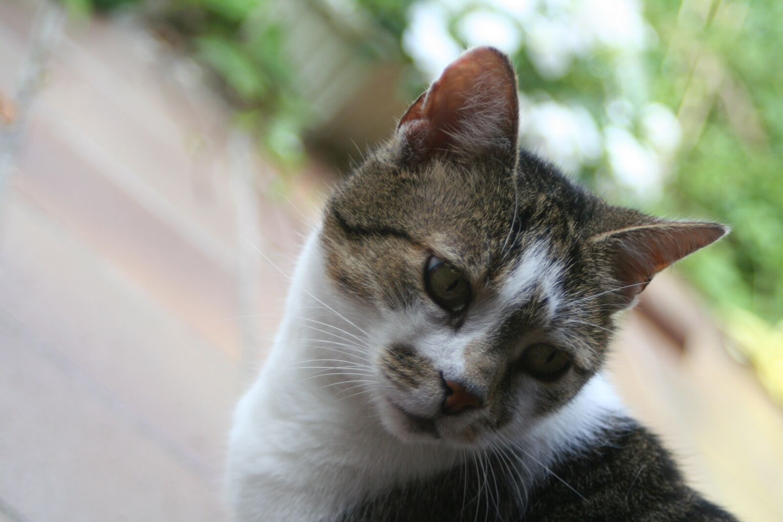 Canon EOS 350D (EOS Digital Rebel XT / EOS Kiss Digital N) sample photo. Cat, tiger, animal world photography