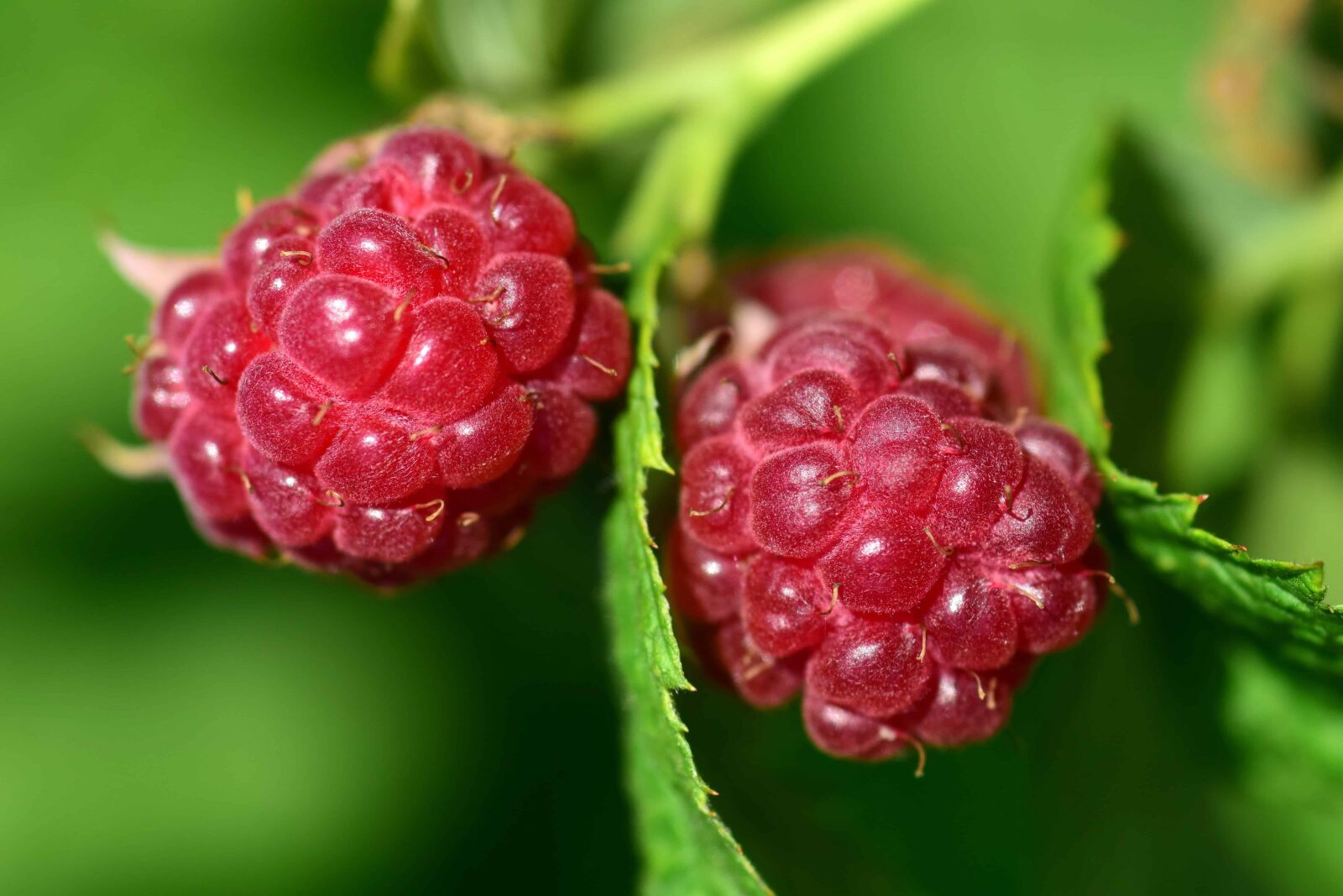 Nikon D3300 sample photo. Berry, delicious, nature, fruit photography