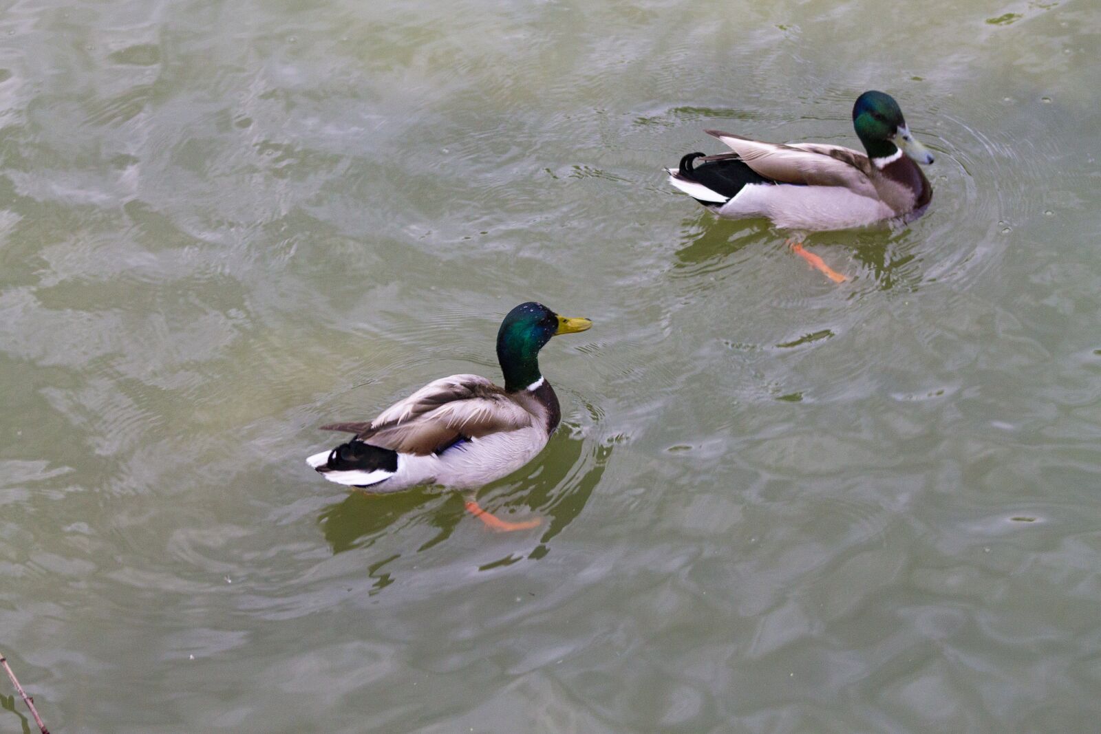 Canon EOS 1100D (EOS Rebel T3 / EOS Kiss X50) + Canon EF75-300mm f/4-5.6 sample photo. Patos, animales, animal photography