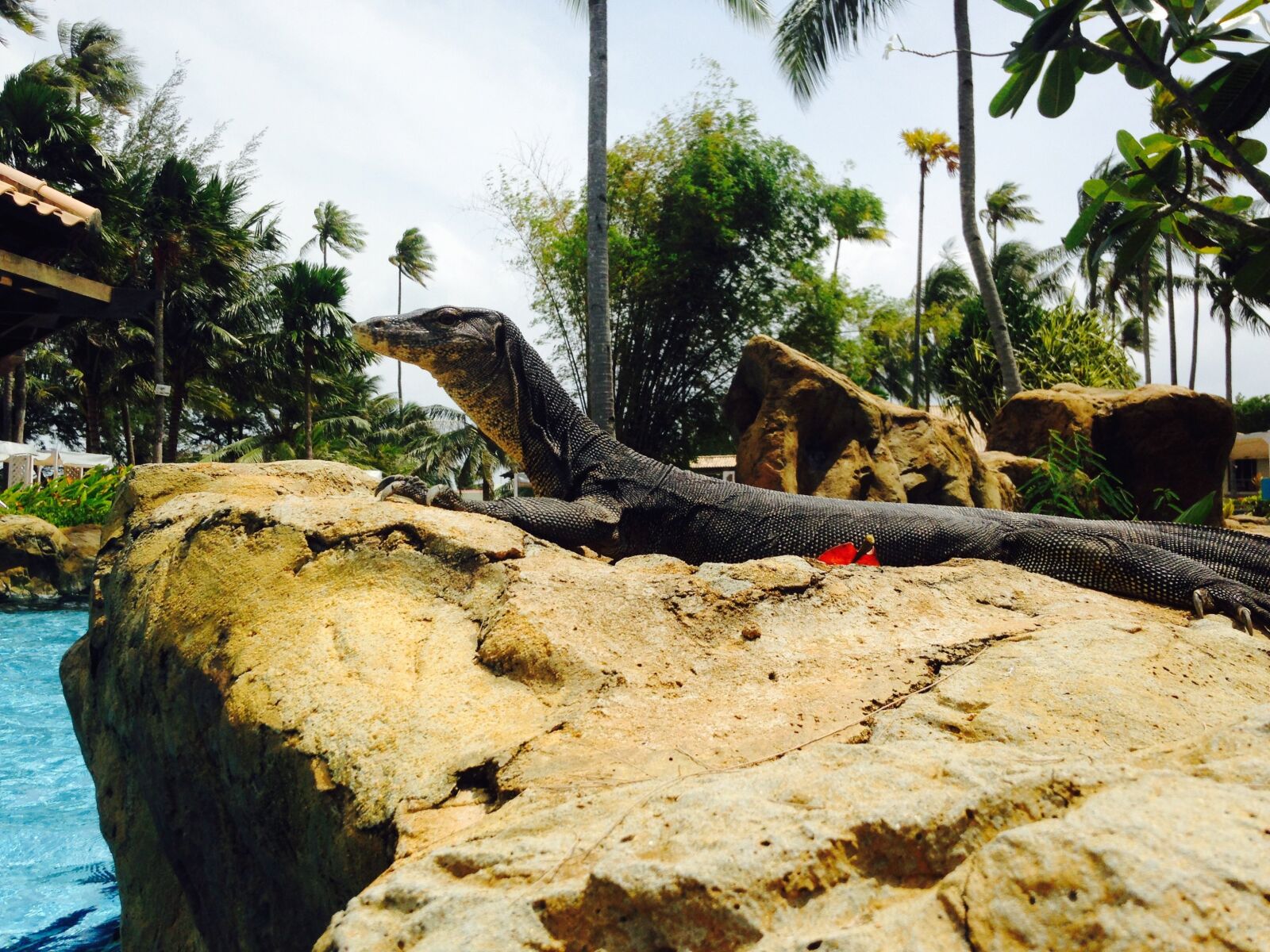 Apple iPhone 5c sample photo. Monitor lizard, sunbathing, nature photography