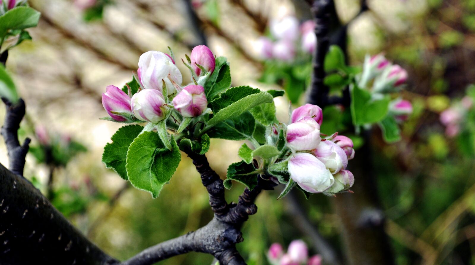 Nikon D5000 sample photo. Spring, sad, flowers photography