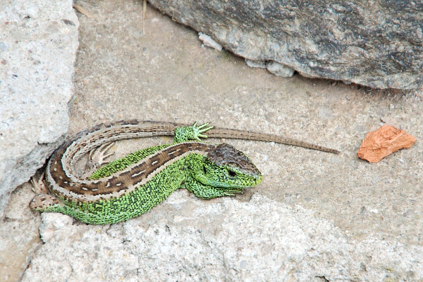 Nikon D3200 sample photo. Sand lizard, lizard, male photography