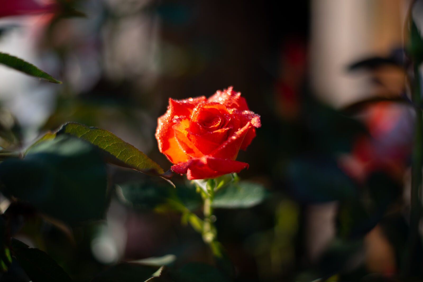 Nikon D750 sample photo. Rose photography