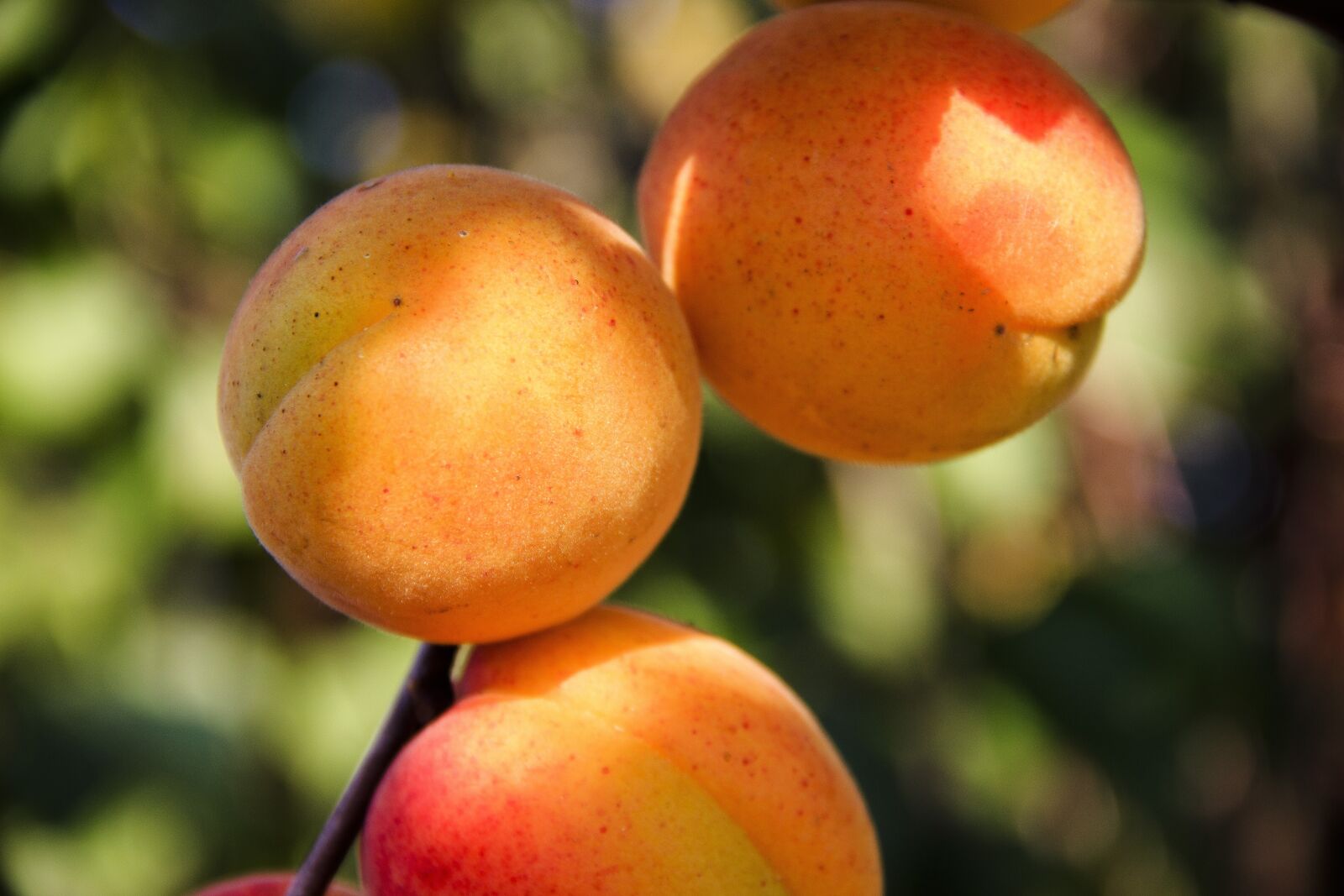 Canon EOS 650D (EOS Rebel T4i / EOS Kiss X6i) sample photo. Apricots, fruit, sweet photography