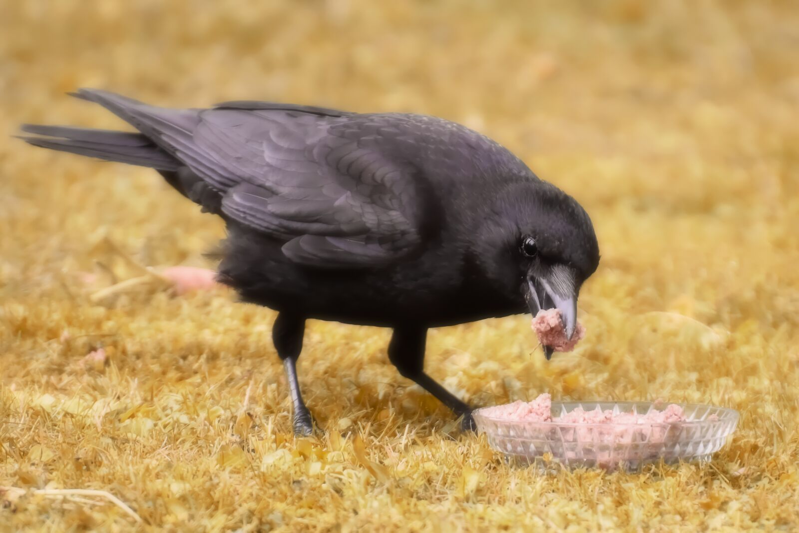 Nikon D7200 sample photo. Raven bird, crows bird photography
