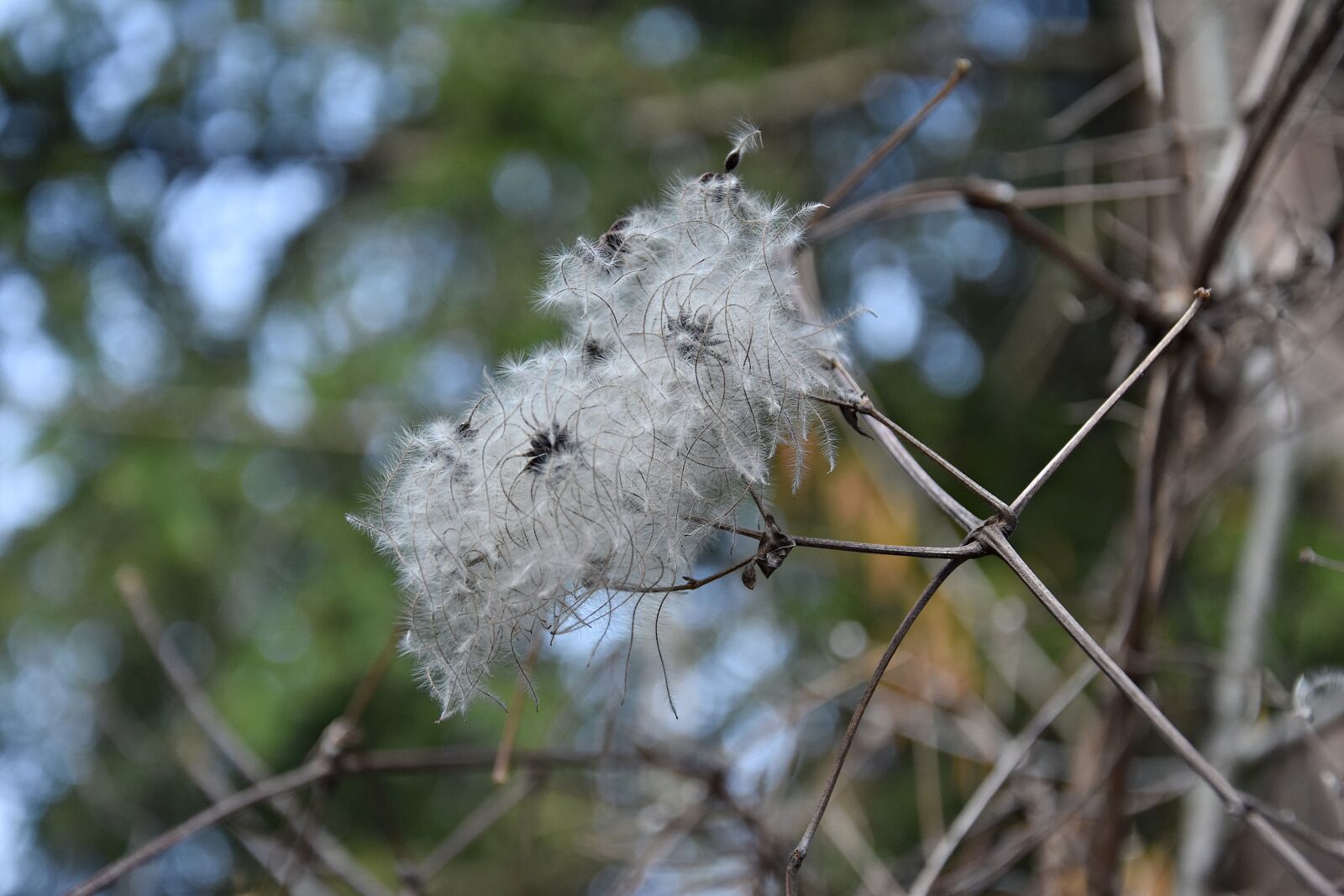 Nikon D3400 sample photo. Nature, tree, season photography