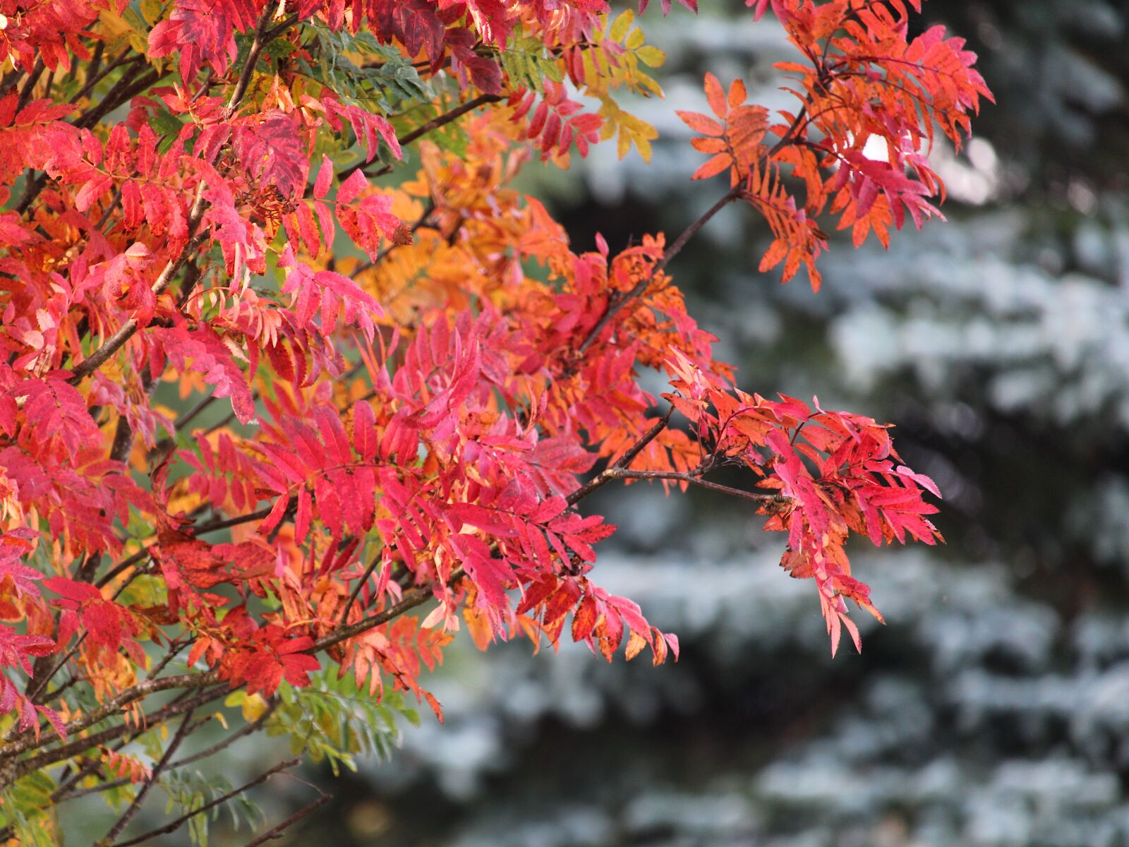 Canon EF-S 55-250mm F4-5.6 IS STM sample photo. Rowan, red leaves, tree photography