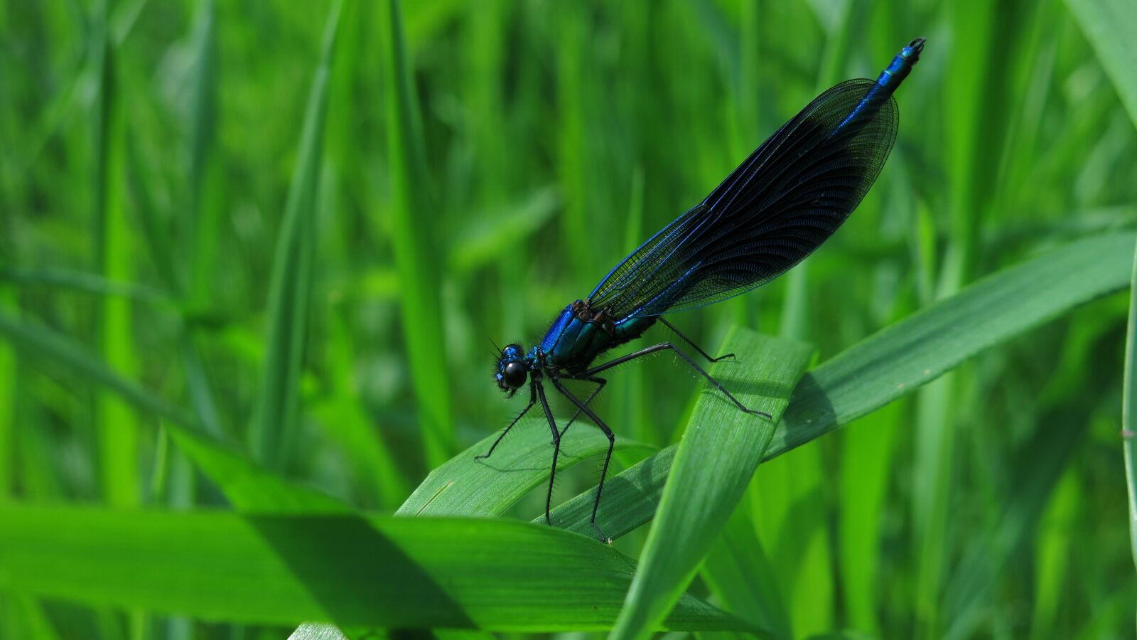 Canon PowerShot G15 sample photo. Banded demoiselle, calopteryx splendens photography
