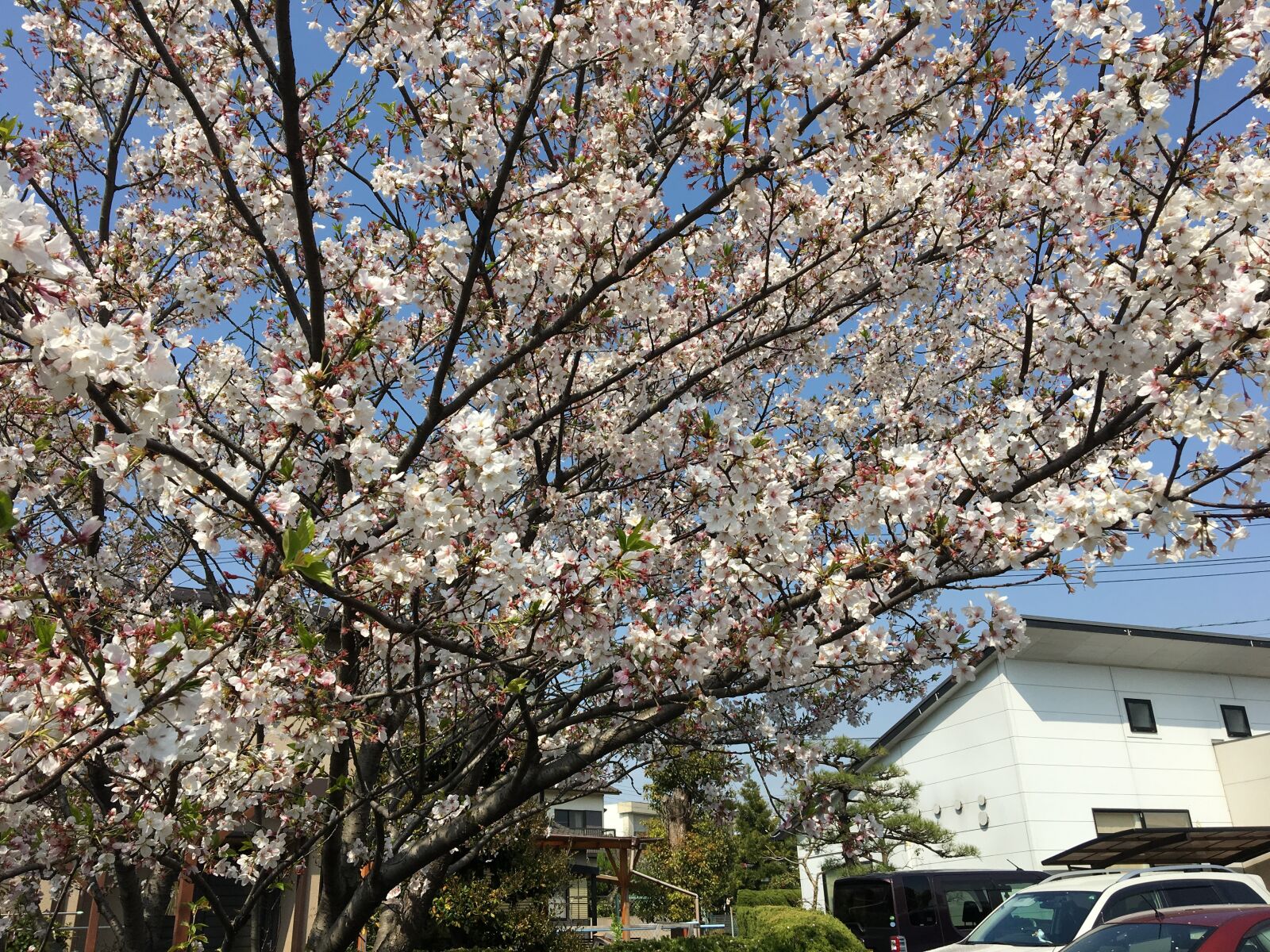 Apple iPhone 6s sample photo. Cherry blossom, petal, flower photography