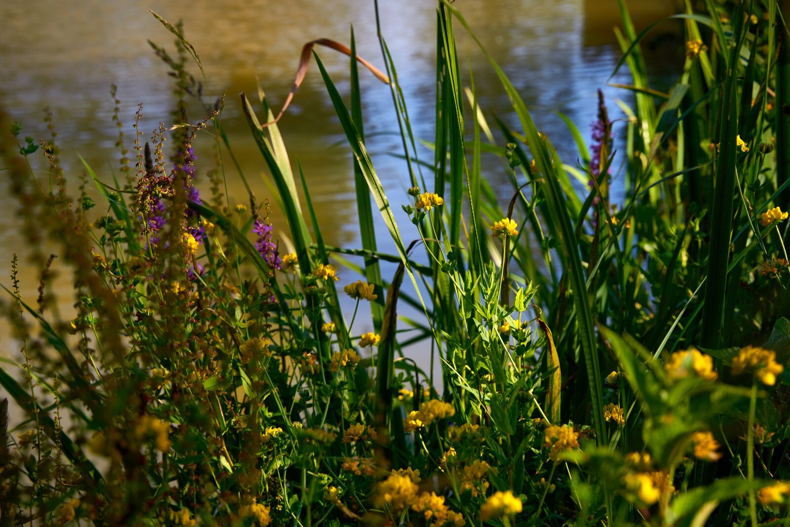 Sony a7R II sample photo. Flowers, lake, nature photography