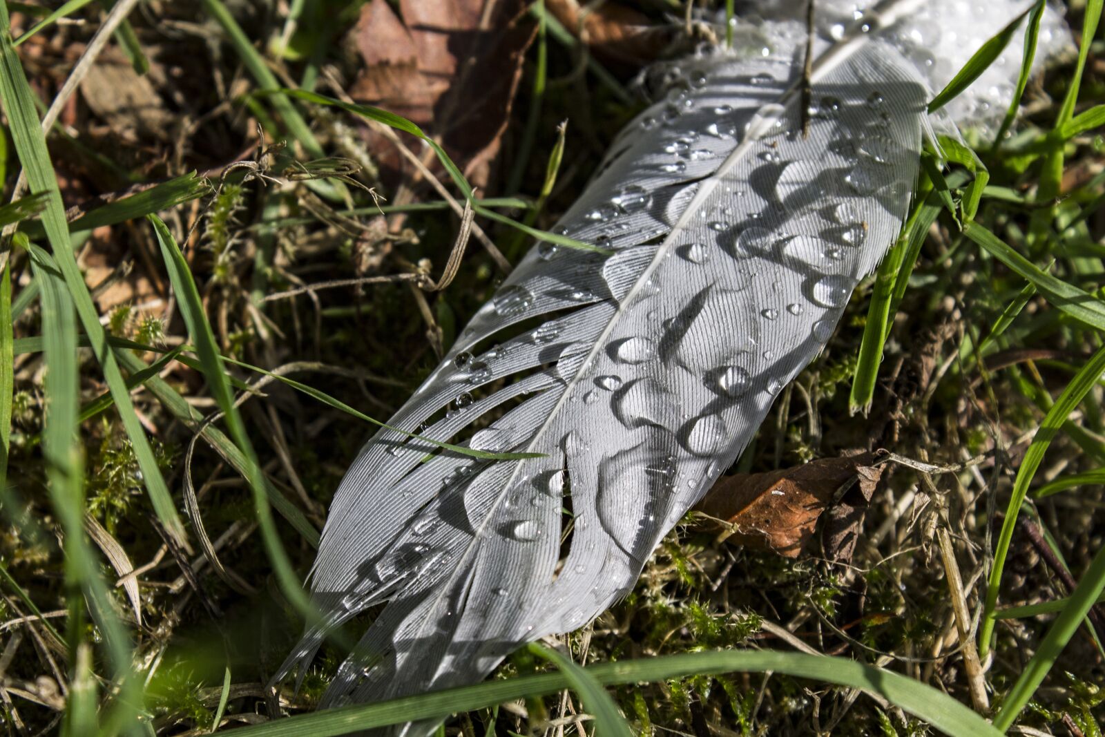 Canon EOS 1100D (EOS Rebel T3 / EOS Kiss X50) sample photo. Feather, macro, nature photography