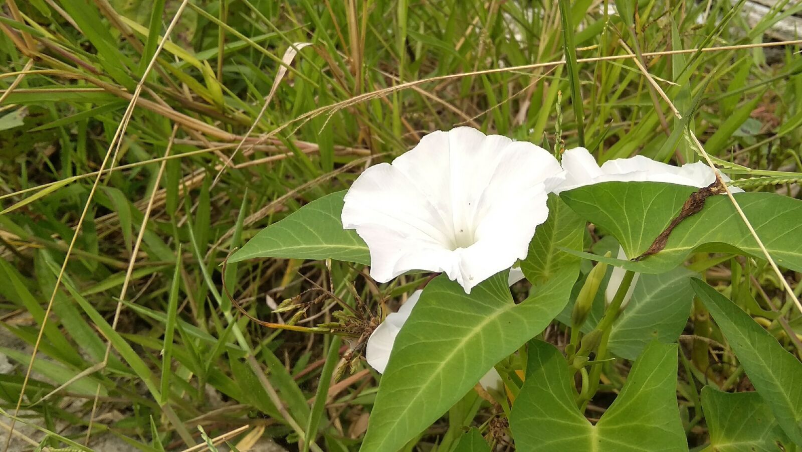 Xiaomi Redmi 5A sample photo. White, flower, morning photography