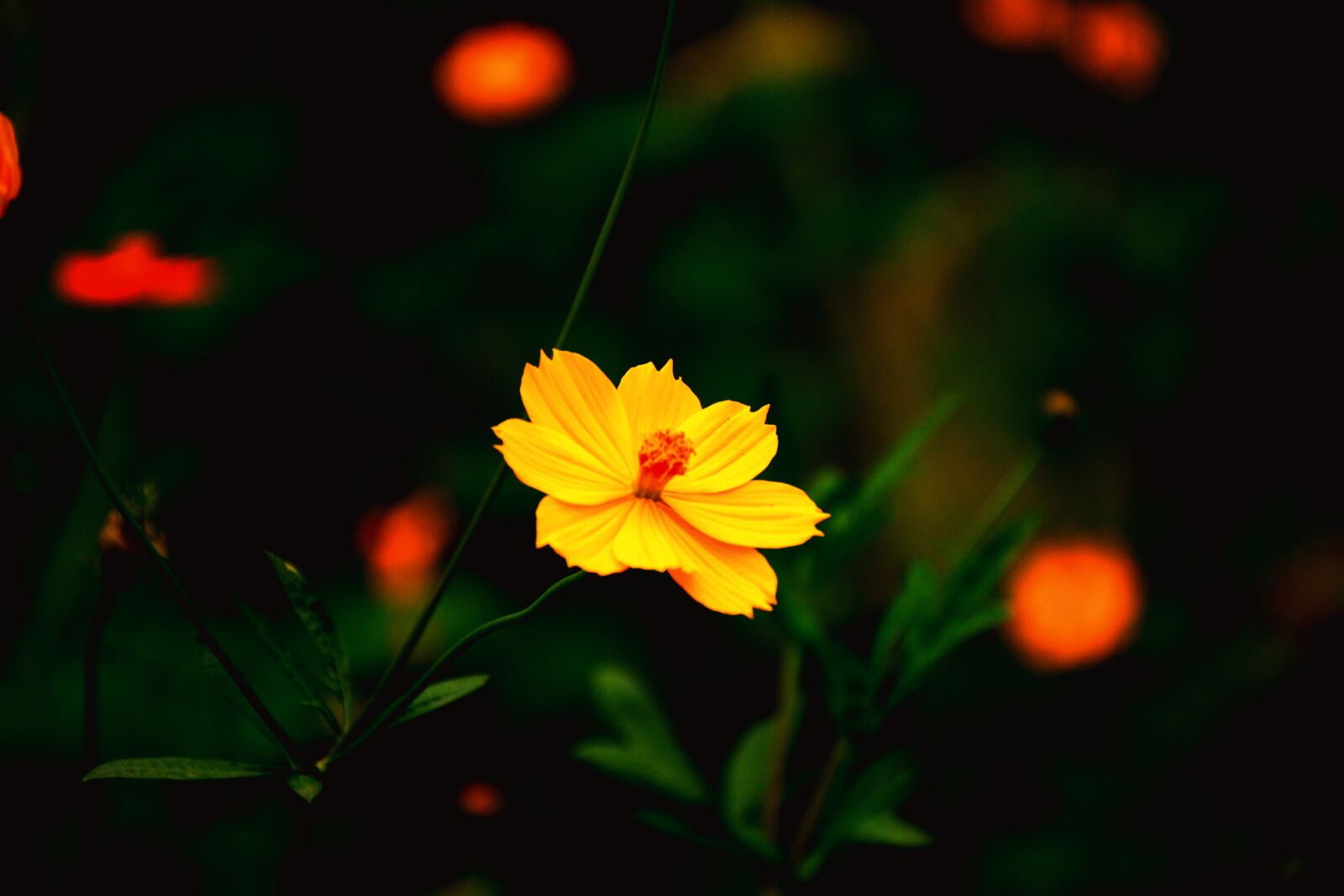 Nikon D5200 sample photo. Nature, beautiful, purity photography