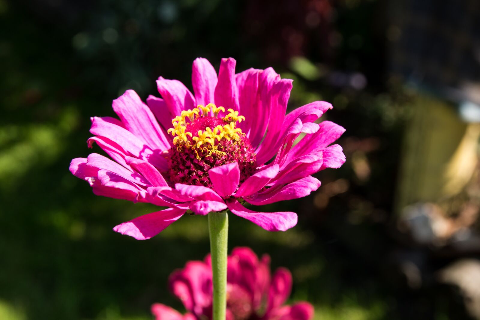 Canon EOS 760D (EOS Rebel T6s / EOS 8000D) sample photo. Flower, plant, nature photography