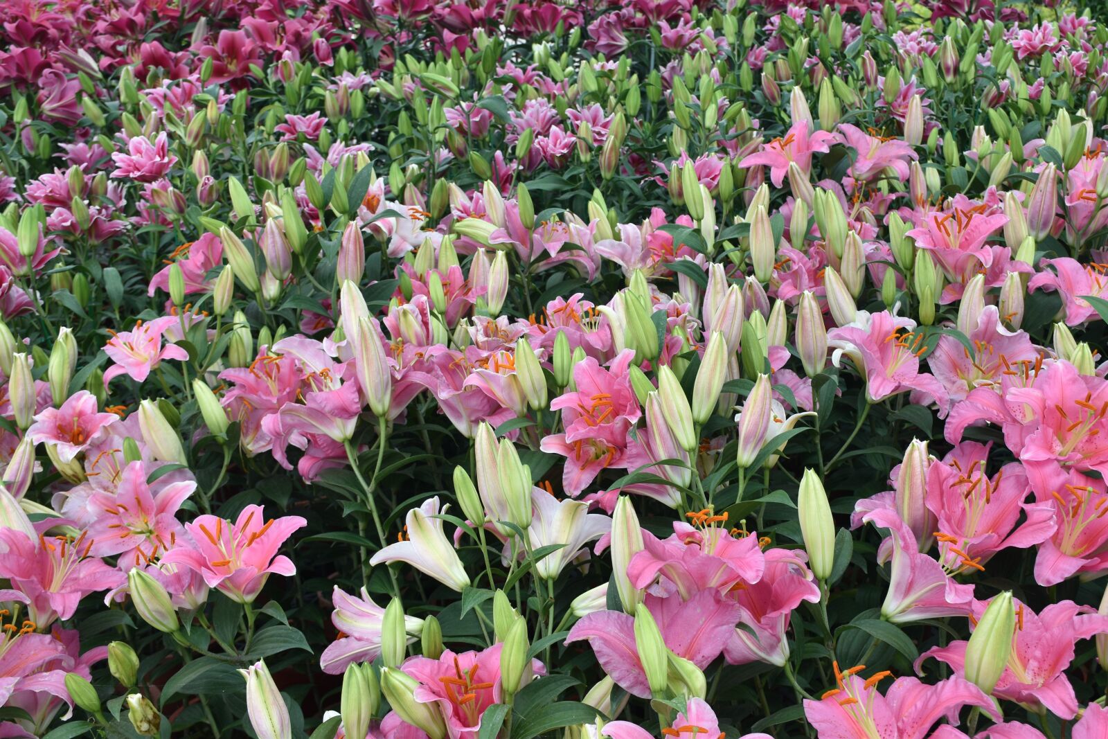 Nikon D5600 sample photo. Flower, garden, flora photography