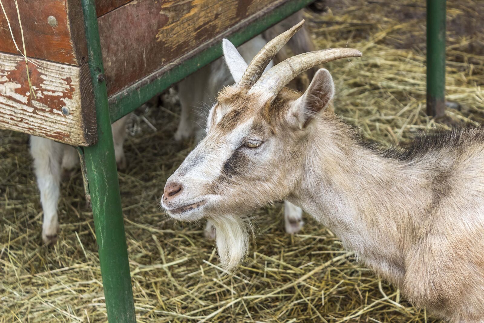 Canon EOS 600D (Rebel EOS T3i / EOS Kiss X5) sample photo. Goat, white, animal photography