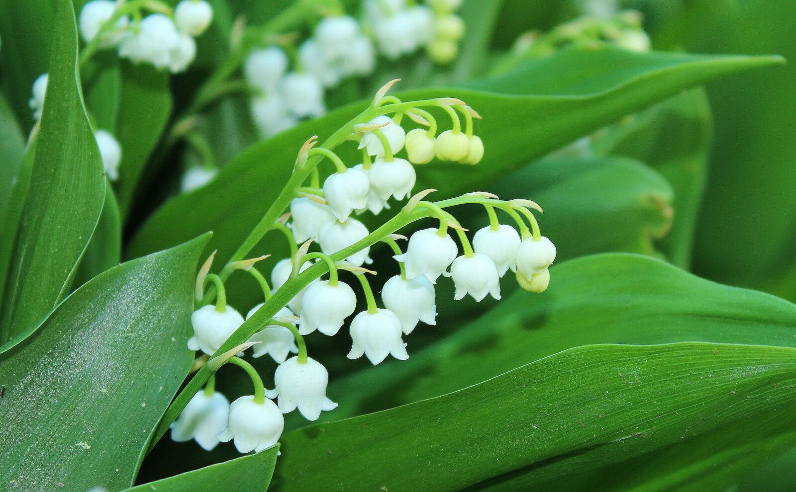 Canon EOS 1200D (EOS Rebel T5 / EOS Kiss X70 / EOS Hi) sample photo. Konwalie, lily of the photography