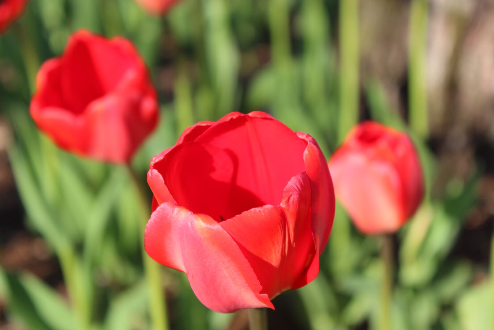 Canon EOS 600D (Rebel EOS T3i / EOS Kiss X5) sample photo. Rose, red flower, garden photography
