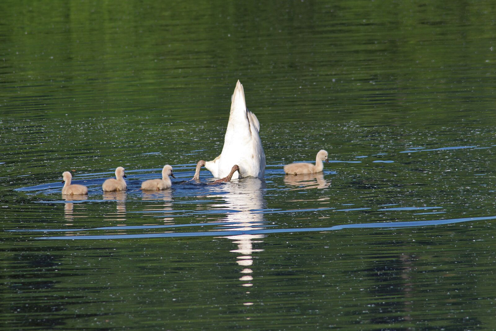 Canon EOS 700D (EOS Rebel T5i / EOS Kiss X7i) sample photo. Swans, chicks, water photography