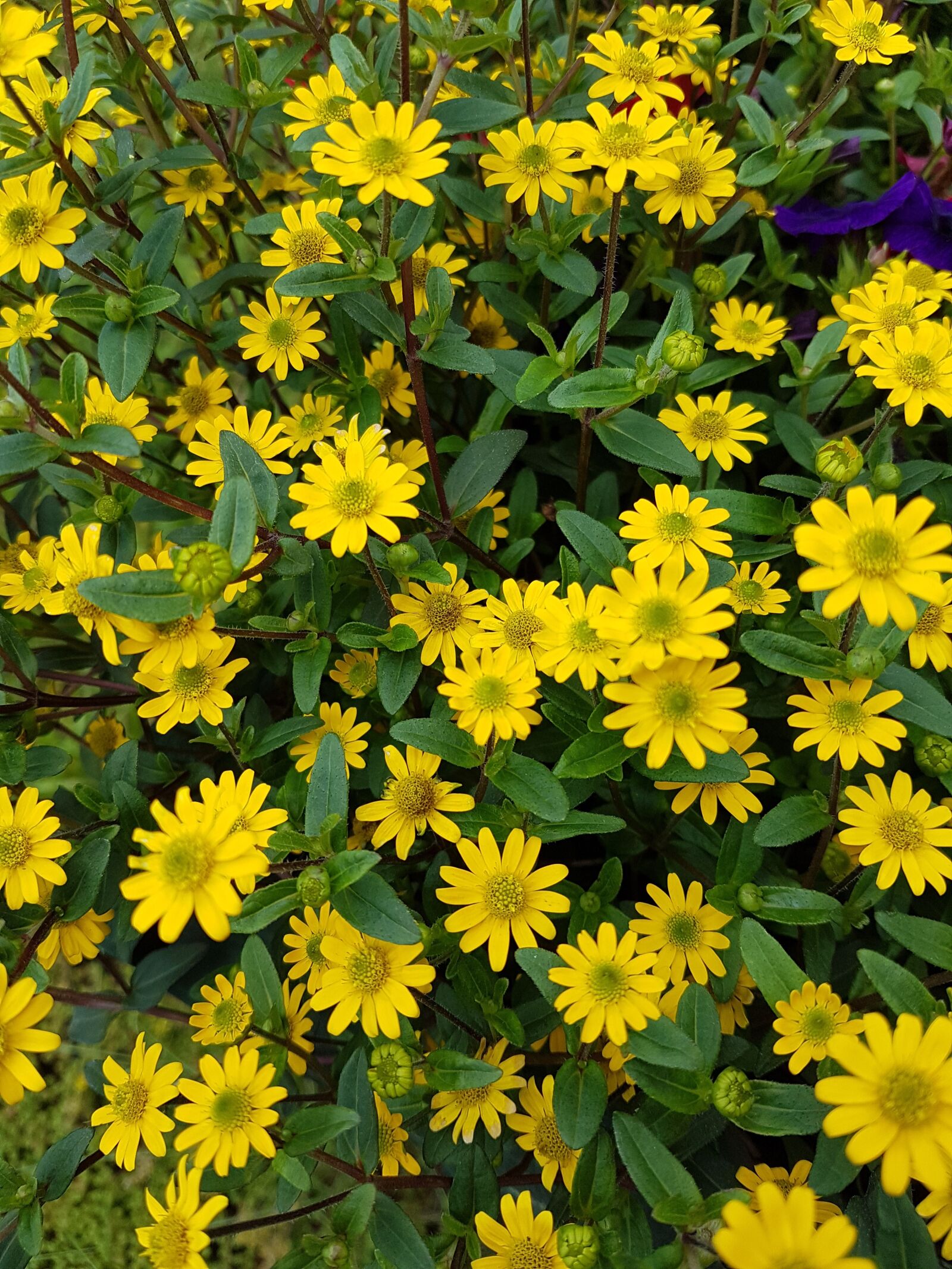 Samsung Galaxy S7 sample photo. Flower, green, nature photography