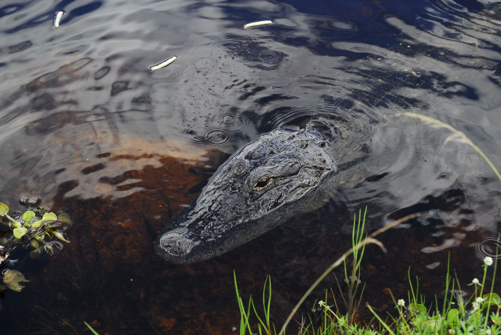 Nikon D200 sample photo. Alligator, reptile, dangerous photography