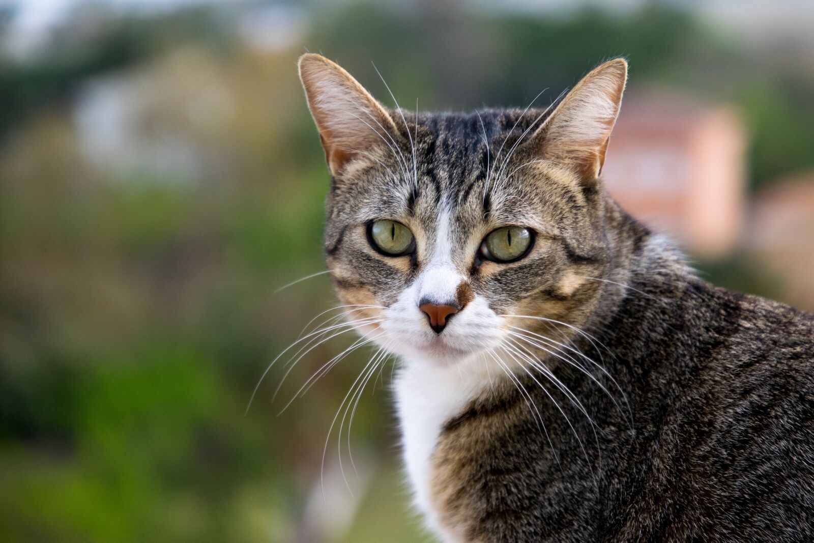 Nikon D5300 sample photo. Cat, nature, head photography