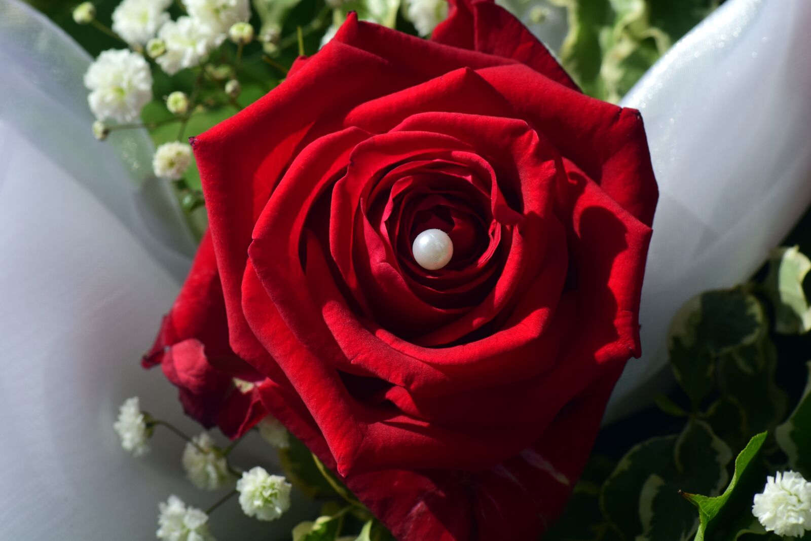 Nikon D3300 sample photo. Rose, red, red rose photography