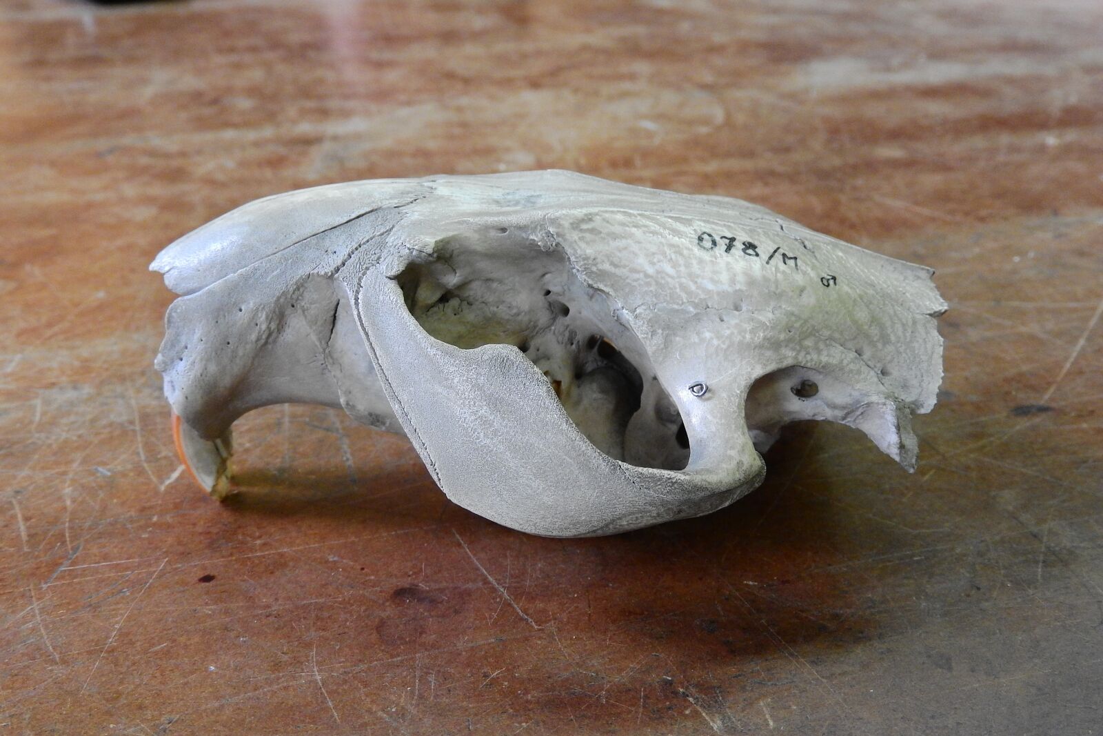 Nikon Coolpix P610 sample photo. Skull, skeleton, teeth photography