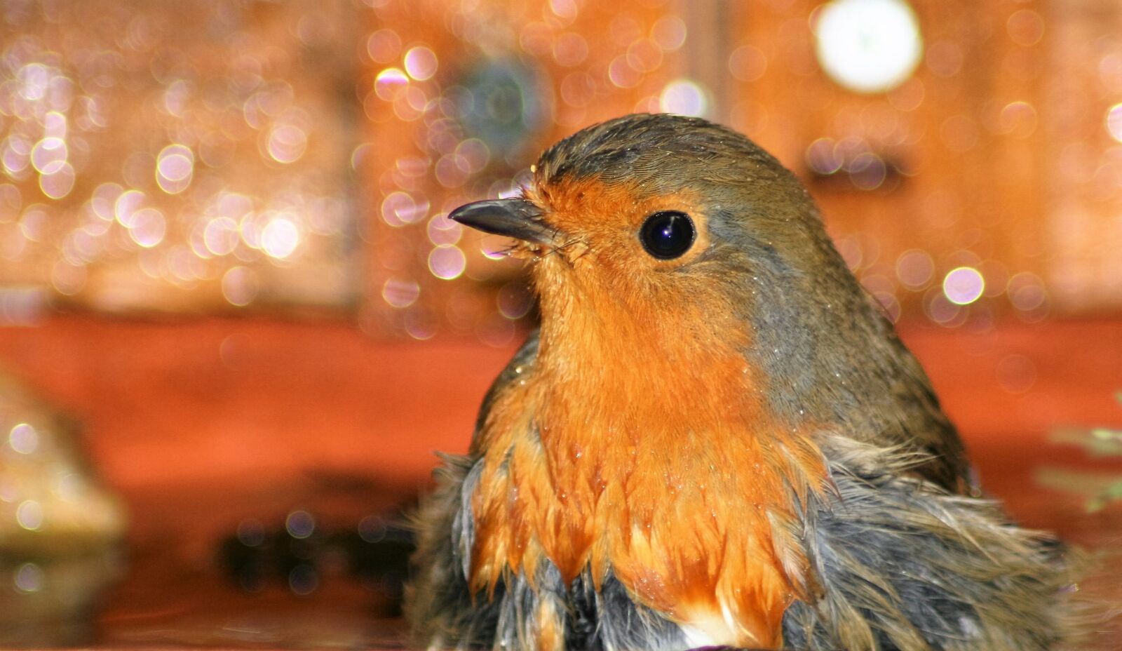 Canon EOS 350D (EOS Digital Rebel XT / EOS Kiss Digital N) sample photo. Robin, bathtime, nature photography