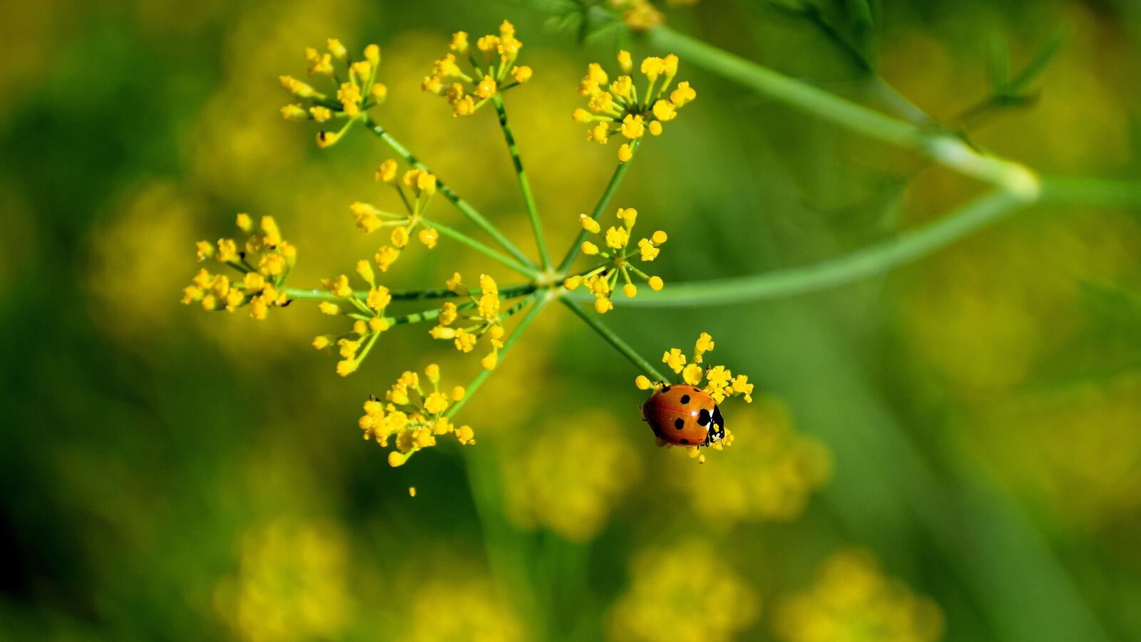 Nikon D3300 sample photo. Flowers, insects, lady photography