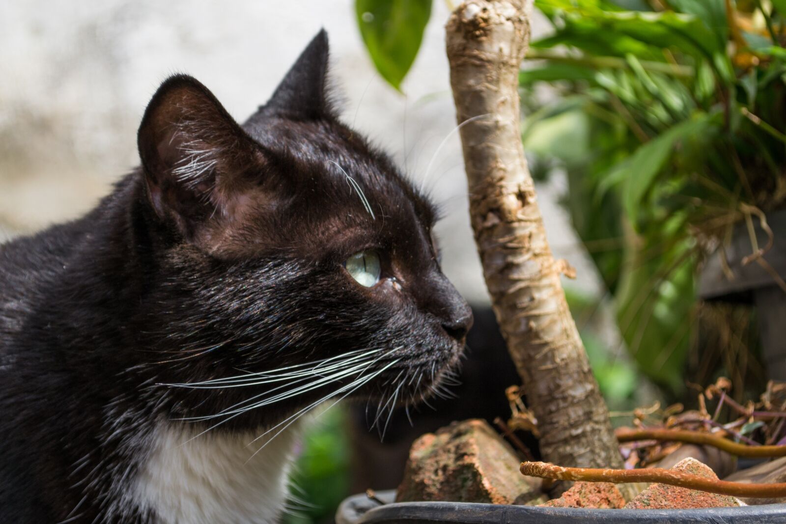 Nikon D3100 sample photo. Cat, black cat, pet photography