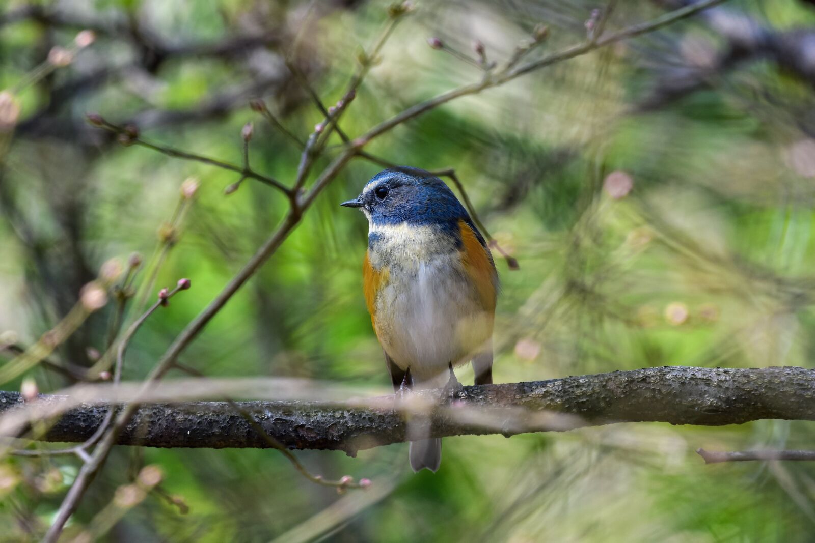 Nikon D7200 sample photo. Animal, forest, wood photography
