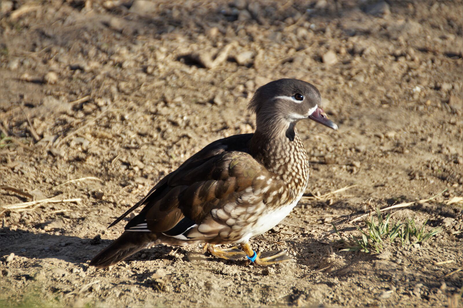 Sony SLT-A58 sample photo. Duck, mandarin, female photography