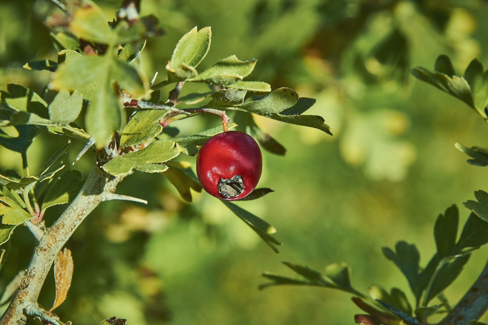 Nikon D7200 sample photo. Leaves, shrubs, plant photography