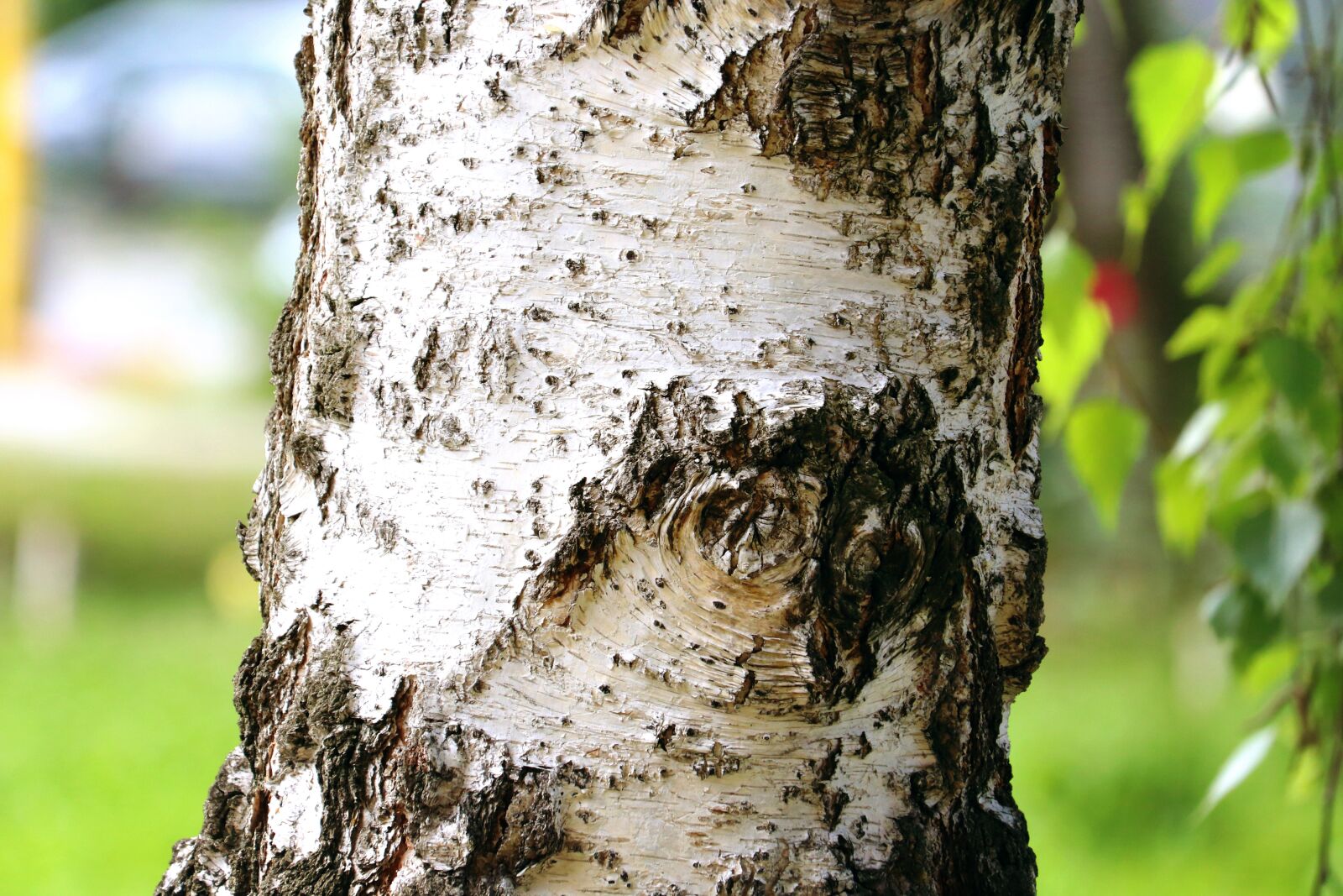 Canon EF-S 55-250mm F4-5.6 IS STM sample photo. Wood, bark of wood photography