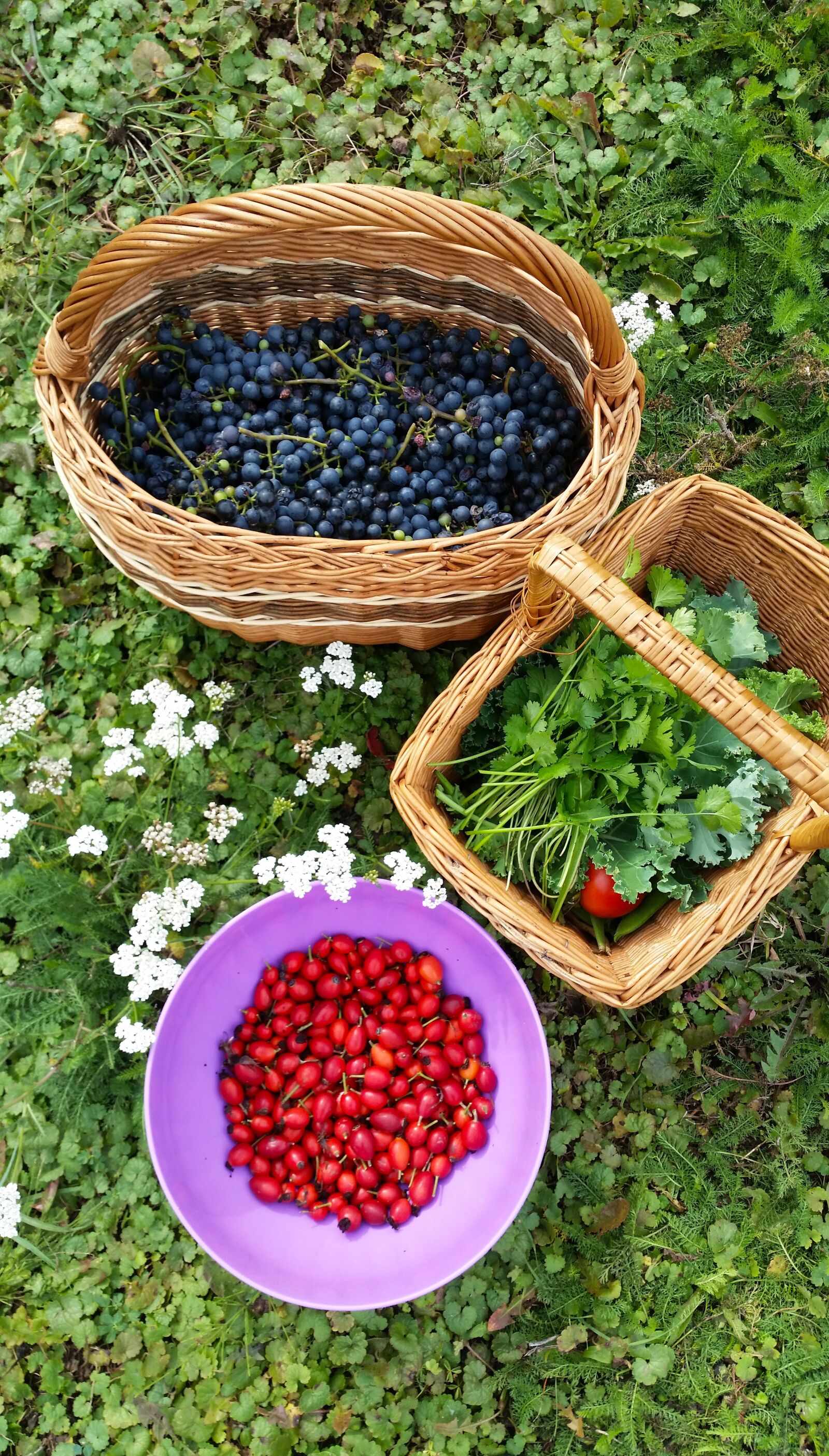 Samsung Galaxy S5 sample photo. Fruit, garden, harvest photography