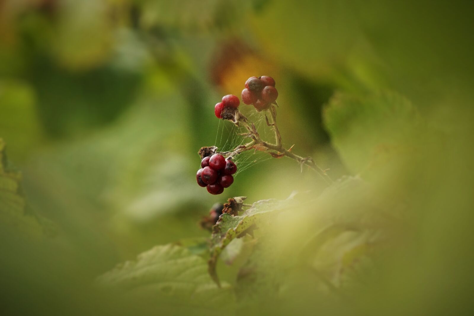Sony E 55-210mm F4.5-6.3 OSS sample photo. Blackberry, forest, bramble photography
