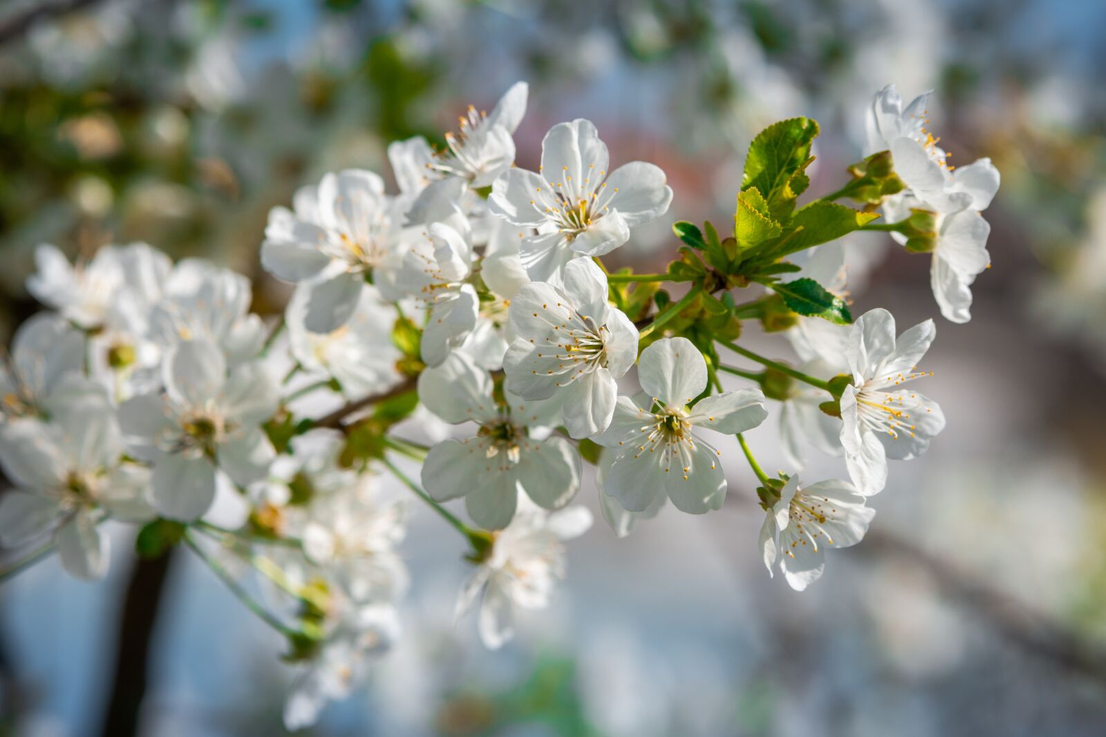 Nikon D7200 sample photo. Cherry blossom, spring, blossom photography