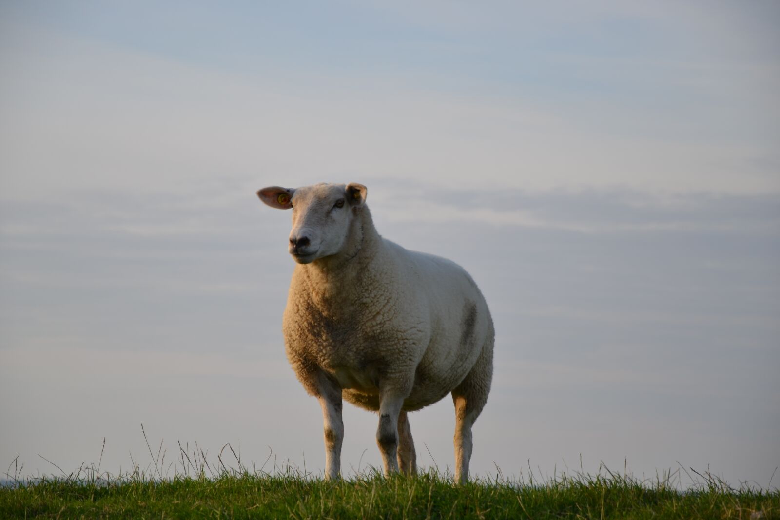 Nikon D3100 sample photo. Sheep, north sea coast photography