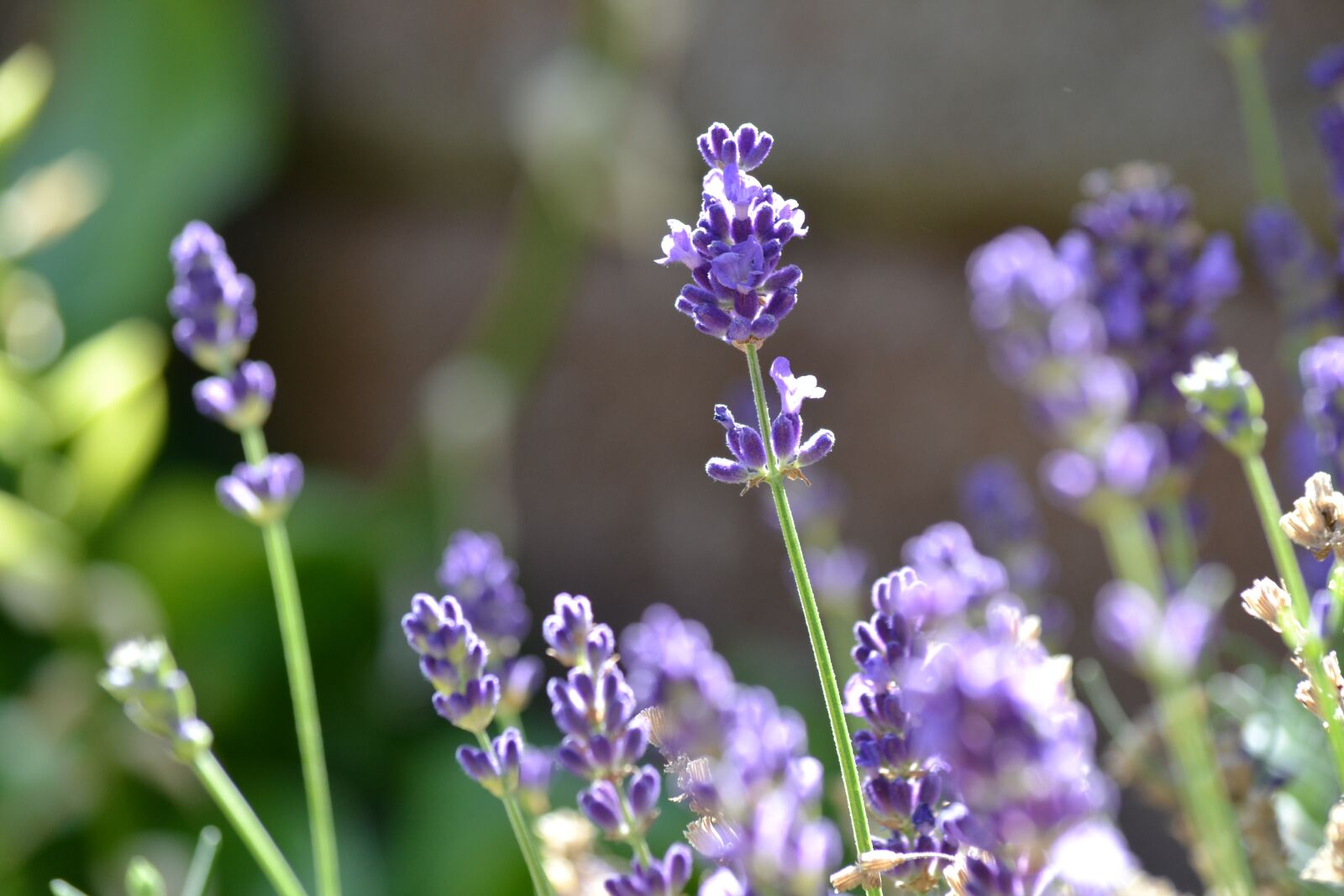 Nikon D3100 sample photo. Lavender, flower, summer photography