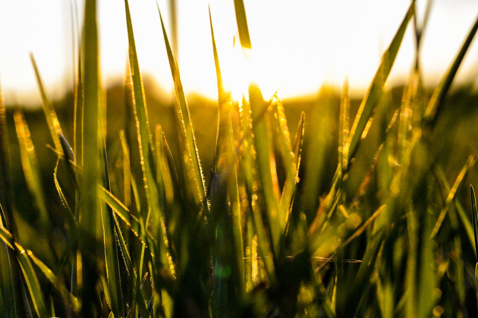 Nikon D90 sample photo. Grass, sunset, silhouette photography