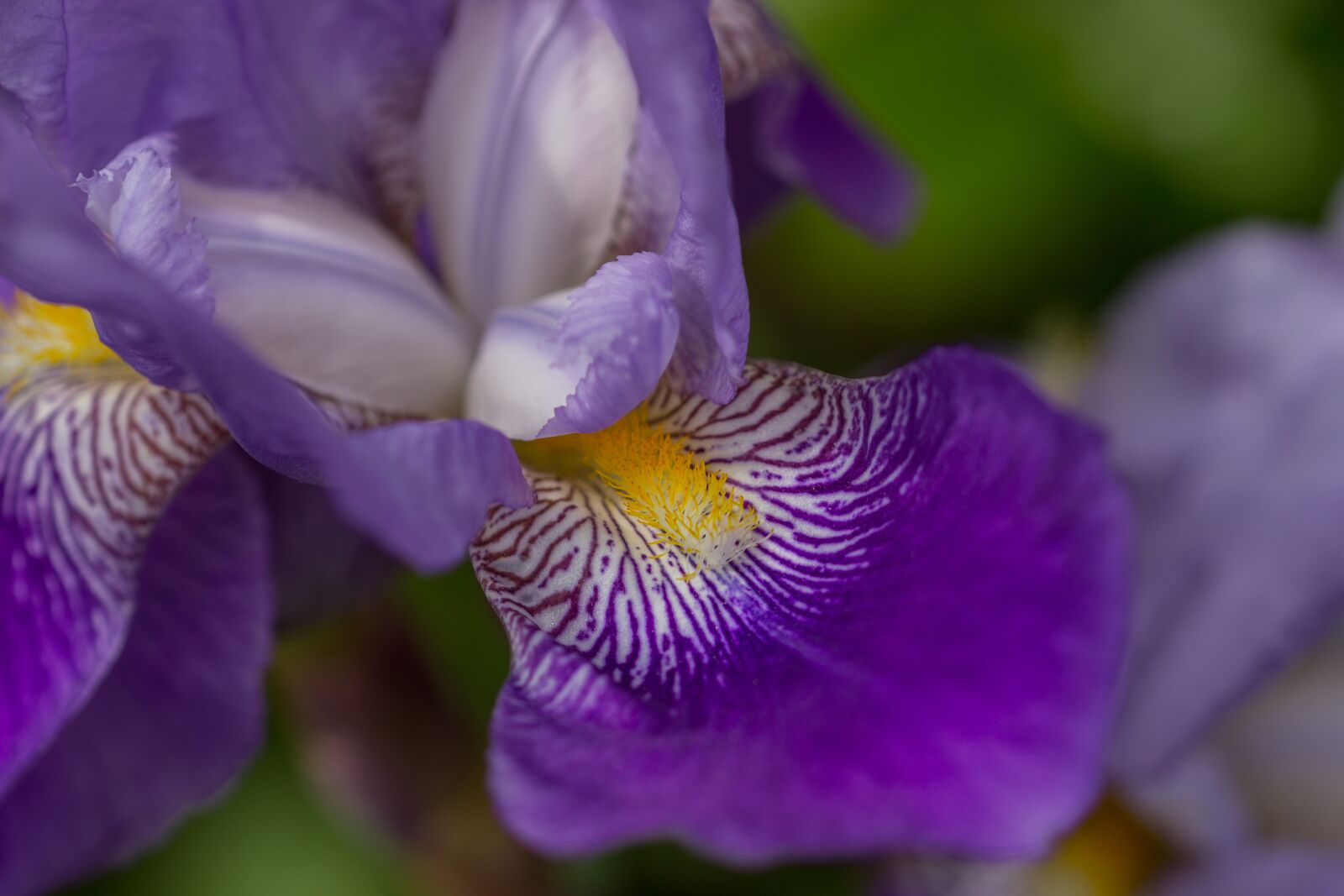 Canon EOS 600D (Rebel EOS T3i / EOS Kiss X5) sample photo. Flower, lily, blue photography