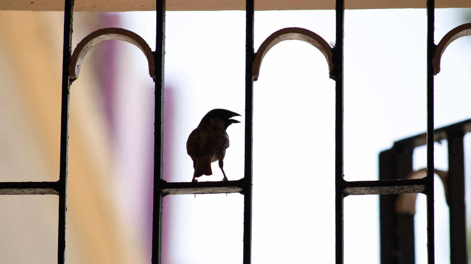 Canon EOS 750D (EOS Rebel T6i / EOS Kiss X8i) sample photo. Nature, animal, perched photography