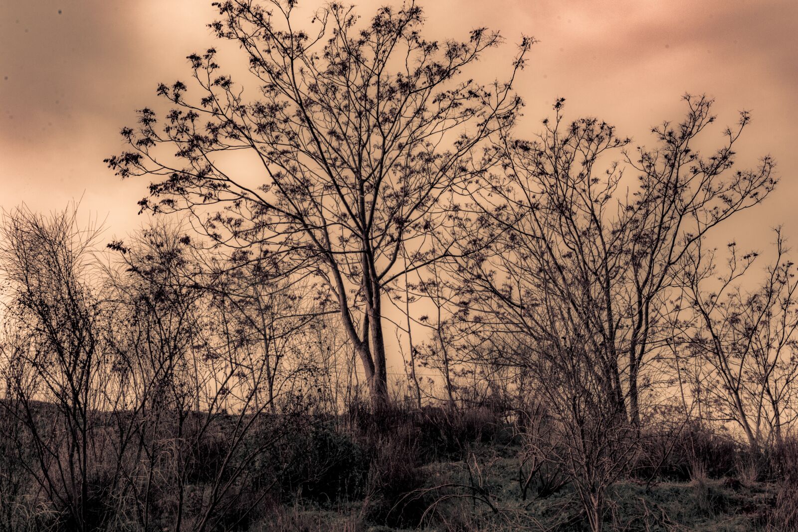 Nikon D7100 sample photo. Trees, heaven, landscape photography