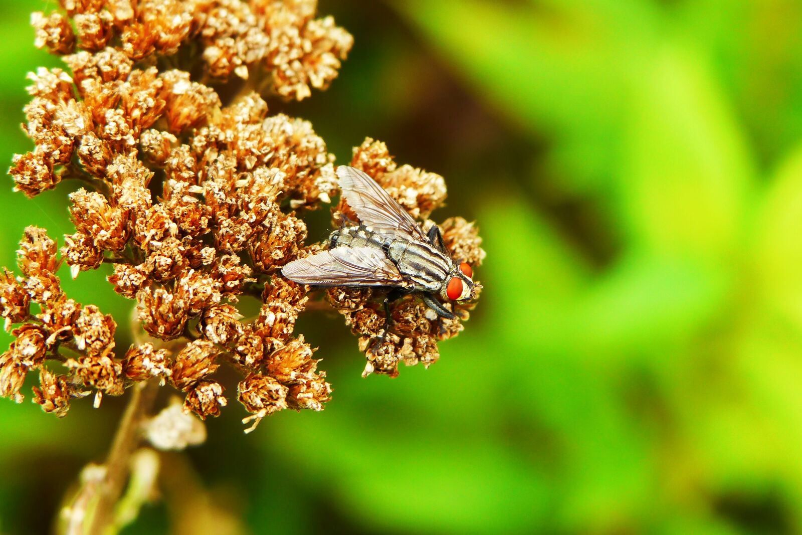 Panasonic Lumix DMC-FZ200 sample photo. Mucha, insect, muchówki photography